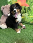 Bernese Mountain Dog Puppy for sale